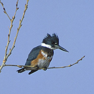 Belted Kingfisher (Megaceryle alcyon) photo image