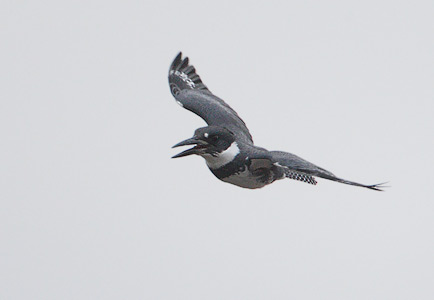 Belted Kingfisher (Megaceryle alcyon) photo image