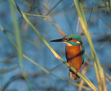 Common Kingfisher (Alcedo atthis) photo image