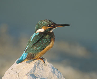 Common Kingfisher (Alcedo atthis) photo image