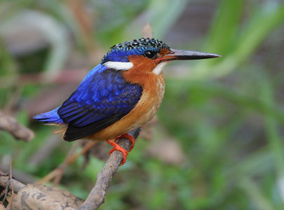 Malagasy Kingfisher (Alcedo vintsioides) photo