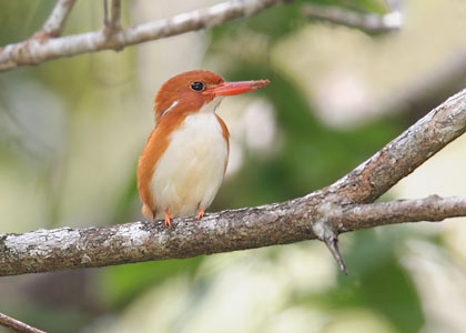 Madagascar Pygmy Kingfisher (Corythornis madagascariensis) photo