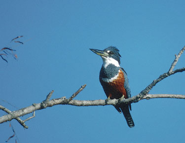 Ringed Kingfisher (Megaceryle torquata) photo image