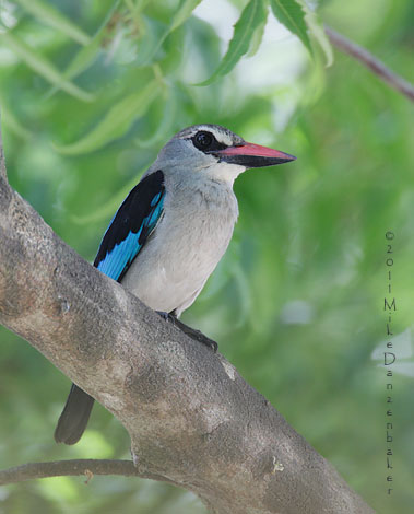 Woodland Kingfisher (Halcyon senegalensis) photo