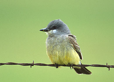 Cassin's Kingbird (Tyrannus vociferans) photo image