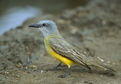Couch's Kingbird (Tyrannus couchii) photo image