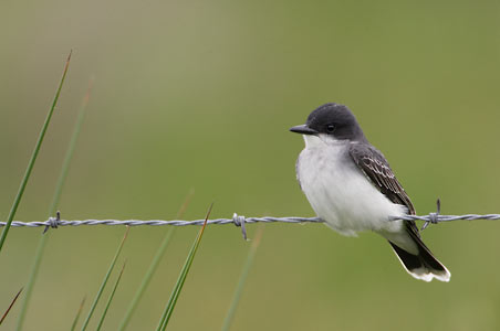 Eastern Kingbird (Tyrannus tyrannus) photo image