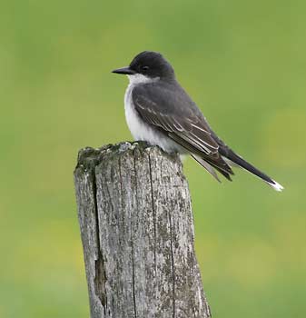 Eastern Kingbird (Tyrannus tyrannus) photo image