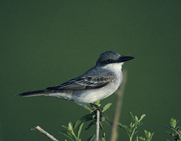 Gray Kingbird (Tyrannus dominicensis) photo image