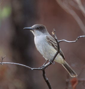 Loggerhead Kingbird (Tyrannus caudifasciatus) photo image