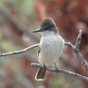 Loggerhead Kingbird (Tyrannus caudifasciatus) photo image