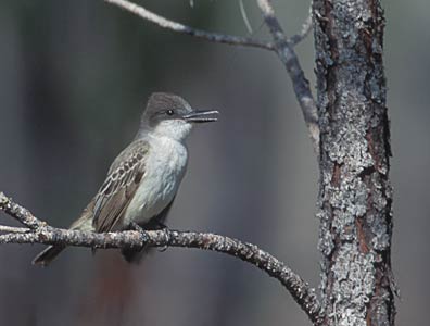 Loggerhead Kingbird (Tyrannus caudifasciatus) photo image
