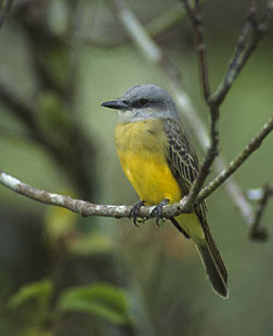 Tropical Kingbird (Tyrannus melancholicus) photo image