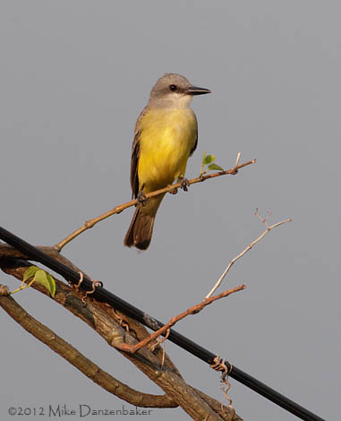 Tropical Kingbird (Tyrannus melancholicus) photo image