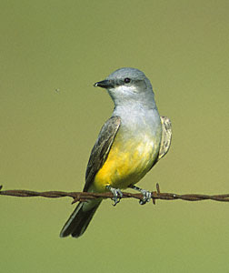 Western Kingbird (Tyrannus verticalis) photo image