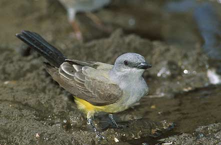 Western Kingbird (Tyrannus verticalis) photo image
