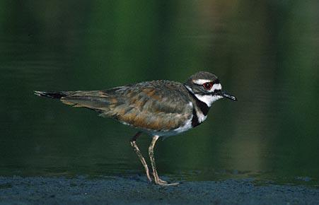 Killdeer (Charadrius vociferus) photo image