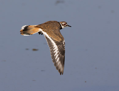 Killdeer (Charadrius vociferus) photo image