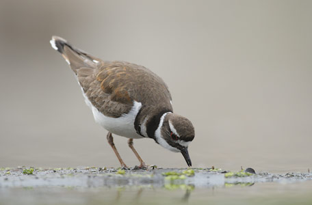 Killdeer (Charadrius vociferus) photo