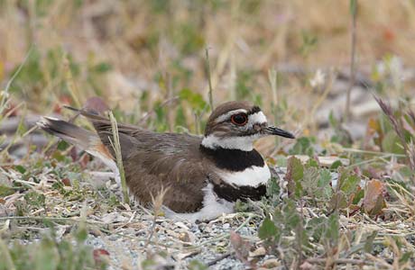 Killdeer (Charadrius vociferus) photo