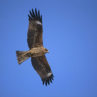 Black-eared Kite (Milvus migrans lineatus) photo image