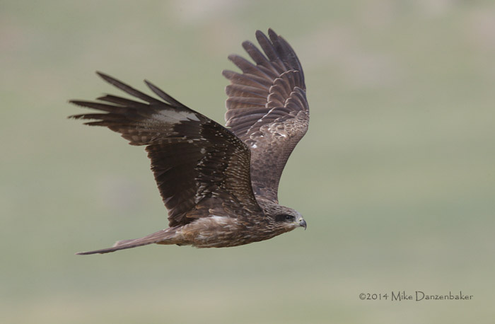 Black-eared Kite (Milvus migrans lineatus) photo