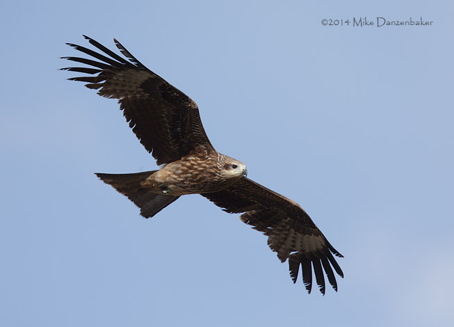 Black-eared Kite (Milvus migrans lineatus) photo