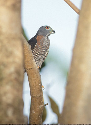 Double-toothed Kite (Harpagus bidentatus) photo image