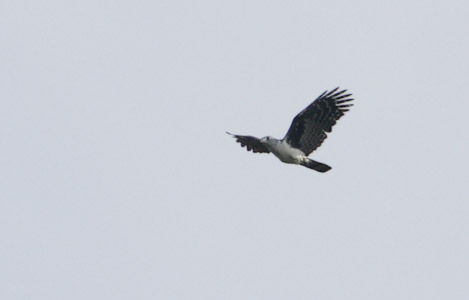 Gray-headed Kite (Leptodon cayanensis) photo image
