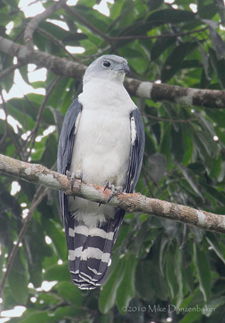 Gray-headed Kite (Leptodon cayanensis) photo image