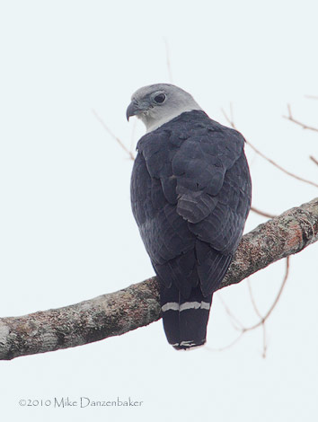 Gray-headed Kite (Leptodon cayanensis) photo image