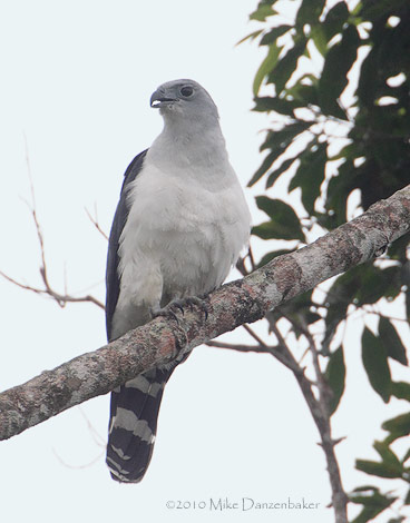 Gray-headed Kite (Leptodon cayanensis) photo image