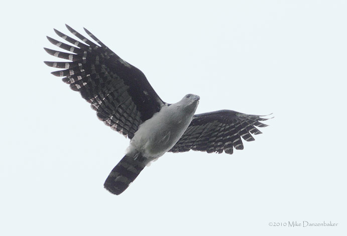 Gray-headed Kite (Leptodon cayanensis) photo image