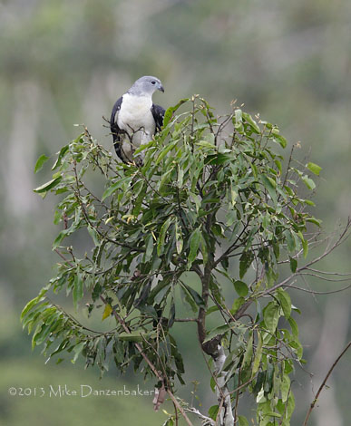 Gray-headed Kite (Leptodon cayanensis) photo image