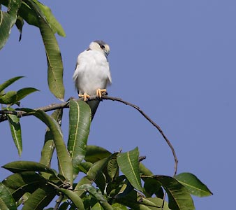 Pearl Kite (Gampsonyx swainsonii) photo image