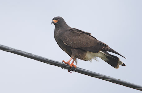 Snail Kite (Rostrhamus sociabilis) photo image