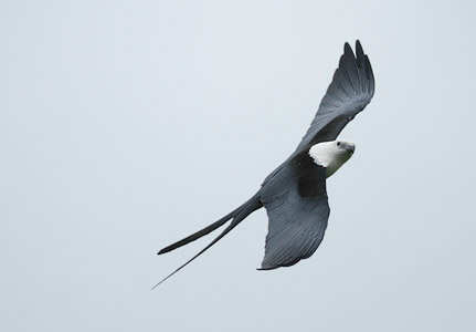 Swallow-tailed Kite (Elanoides forficatus) photo