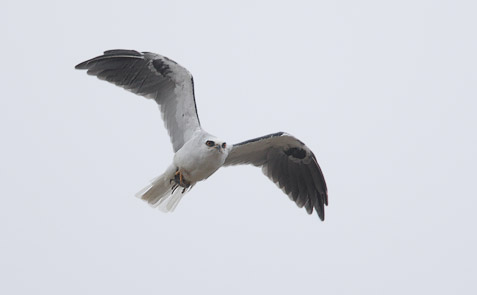 White-tailed Kite (Elanus leucurus) photo image