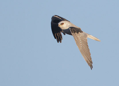 White-tailed Kite (Elanus leucurus) photo image