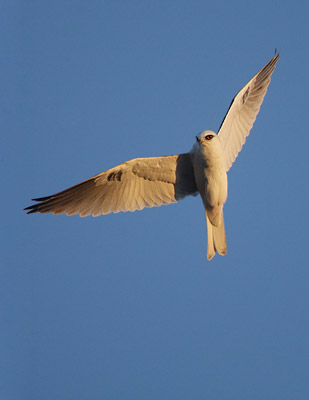 White-tailed Kite (Elanus leucurus) photo image