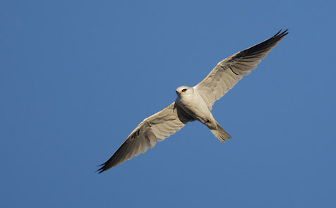White-tailed Kite (Elanus leucurus) photo image