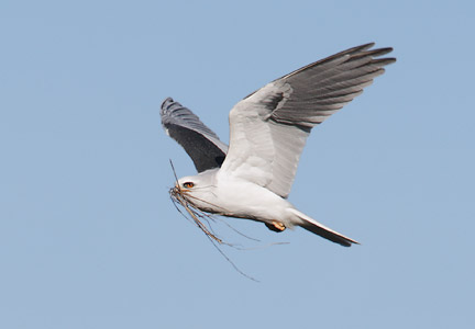 White-tailed Kite (Elanus leucurus) photo image