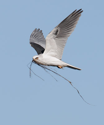 White-tailed Kite (Elanus leucurus) photo