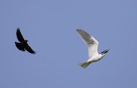 White-tailed Kite (Elanus leucurus) photo image