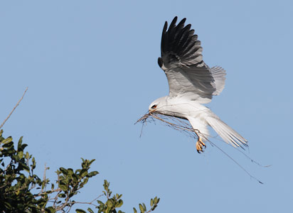 White-tailed Kite (Elanus leucurus) photo image