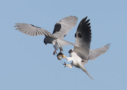 White-tailed Kite (Elanus leucurus) photo image