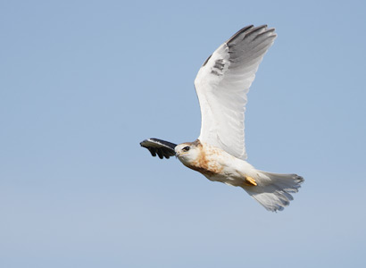 White-tailed Kite (Elanus leucurus) photo image