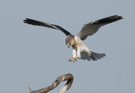 White-tailed Kite (Elanus leucurus) photo image