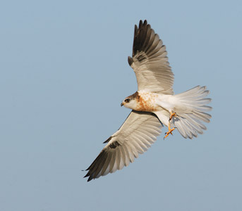 White-tailed Kite (Elanus leucurus) photo image