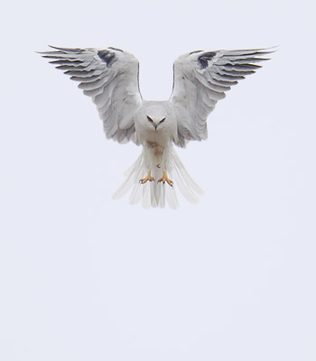 White-tailed Kite (Elanus leucurus) photo image